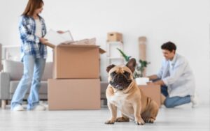 Moving House with Pets: What to Know