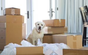 Moving House with Pets: What to Know